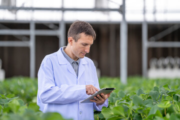 scientist inspects fresh strawberries in a modern greenhouse, ensuring quality and sustainability....