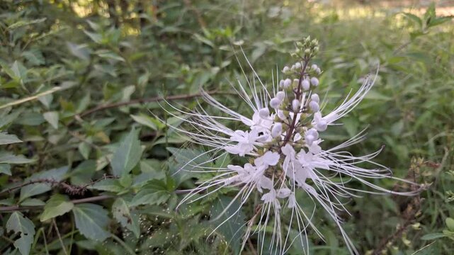 White Java Tea Flower (Orthosiphon aristatus) Bush in Pot Swaying Gently in Morning Breeze at Home Garden, High-Quality Nature Footage