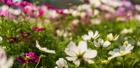 flower cosmos field blooming, Nature Background.