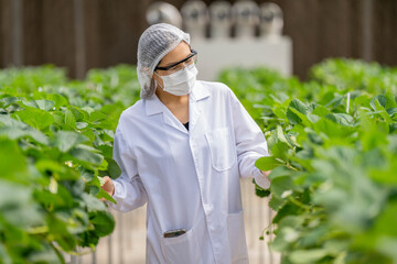 A scientist inspects fresh strawberries in a controlled greenhouse environment, ensuring quality...