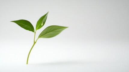 Fototapeta premium Fresh green leaves sprout