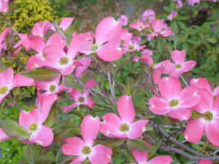 ピンクのハナミズキ