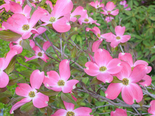 Obraz premium ピンクのハナミズキ