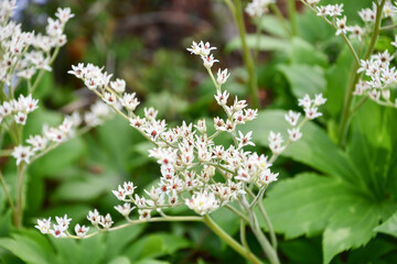 タンチョウソウ