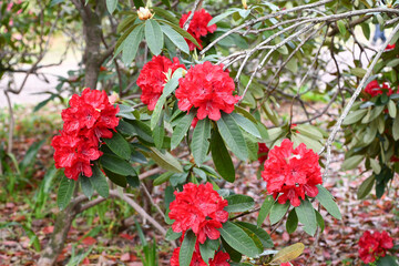 赤いシャクナゲの花「ビビアニ」