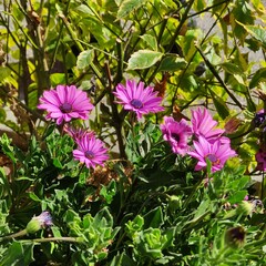 On this Mother's Day, surprise her with these beautiful purple flowers., En este d&iacute;a de las Madres, sorpr&eacute;ndele con estas bellas flores de color purpura(142)