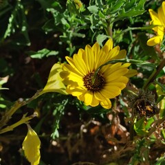 Happy Mother's Day, yellow flowers blooming in the flowerfeliz dia de las madres ,flores amarillas que florecen en la flor(143)