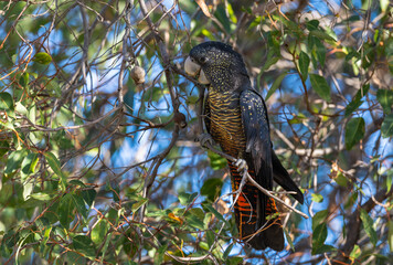 Beautiful red tailed black cockatoo after eating honkey nuts from a marri eucalyptus tree around the Swan Valley, Perth, Western Australia