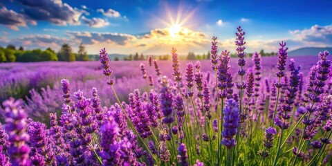 Naklejka premium A colorful field of vibrant purple lavender flowers swaying gently in the breeze on a warm sunny day, blooming wildflowers, summer flowers