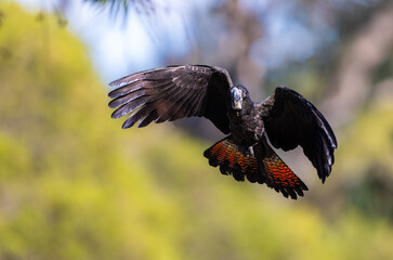 Flying beautiful red tailed black cockatoo in trees around the Swan Valley, Perth, Western Australia