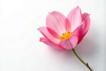 Fototapeta premium Delicate petals unfolding on a pristine white background, isolated, bloom