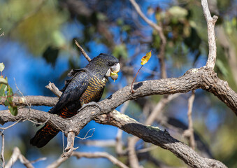Beautiful red tailed black cockatoo eating a honkey nut from a marri eucalyptus tree around the...