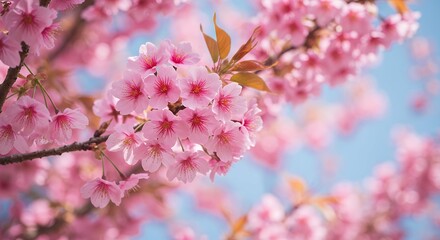 Obraz premium promotional visual spring season featuring blossoms branches from flowering fruit tree specifically cherry sakura pink colored floral elements blooming sakura blossoms floral elements viewed closely
