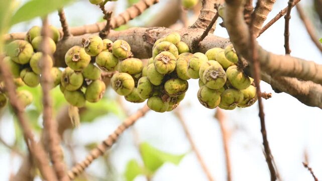 Ficus racemosa fruits. Its other names cluster fig,&nbsp;red river fig and&nbsp;gular. This &nbsp;is a species of plant in the family&nbsp;Moraceae. It is native to Australia and tropical Asia.