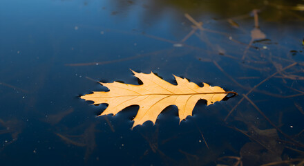Single Oak Leaf Floating Serenely on the Surface of Dark Water
