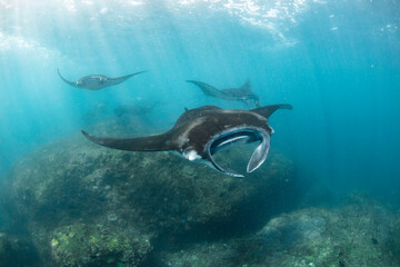 Giant Manta Rays Swimming Gracefully Over a Coral Reef in Clear Tropical Waters