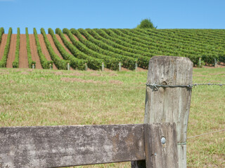 Northland vineyards