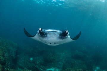 Giant Manta Rays Swimming Gracefully Over a Coral Reef in Clear Tropical Waters