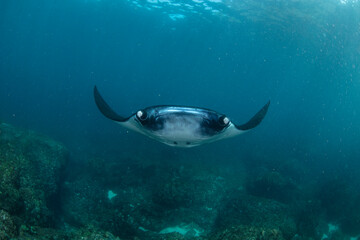 Giant Manta Rays Swimming Gracefully Over a Coral Reef in Clear Tropical Waters