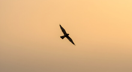 Fototapeta premium Majestic Bird Soaring Freely In Golden Sky at Sunset Serenity