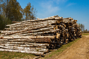 Lumber prepared for removal near a forest clearing