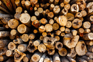 Warehouse of low-quality whips at a logging site, view from the end