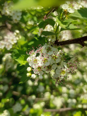 White Blossoms in Bloom Against a Vibrant Green Background  