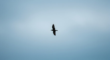 Obraz premium Black Crow Flying Freely Against the Serene Sky, Inspiring Hope And Renewal