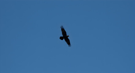 Black Bird Soaring Freely Against a Clear Blue Sky Backdrop