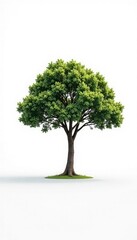 Obraz premium Minimalist landscape with a single tree isolated on white background, vast, solitude