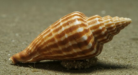 Observe detailed Conus omaria patonganus sea shell fascinating species marine gastropod mollusk belonging to cone snail family showcasing intricate beauty these undersea