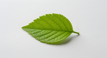 Fototapeta premium Bright Green Leaf Veins Exhibiting Detailed Texture Against White Backdrop