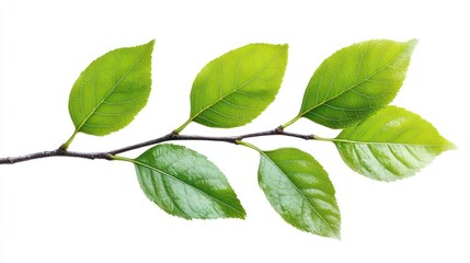 Fototapeta premium Lush green leaves branch on pristine white, symbolizing growth and renewal