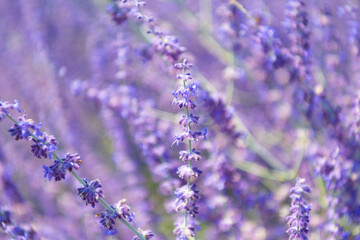 Field of lavender. Lavender flower in summer. France Provence field. Purple lavender bloom in nature. Composition of nature. Summer blooming flower. Blooming flower field. Summer nature