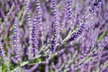Sprig of Lavender. Field of lavender. Lavender flower in summer. France Provence field. Purple lavender bloom in nature. Composition of nature. Summer blooming flower. Blooming flower field