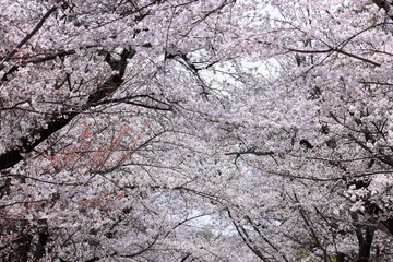  Daigo-ji Temple with cherry blossoms, a Buddhist temple with 5-story pagoda, at Daigohigashiojicho, Fushimi Ward, Kyoto, Japan 