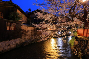 Gion Shirakawa Canal with cherry blossom at Kyoto, japan 