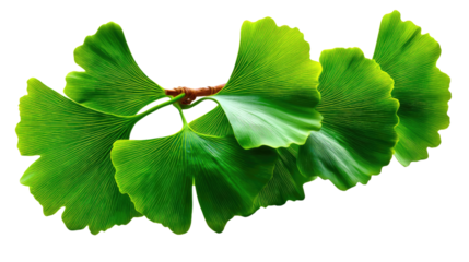 Ginkgo Biloba's Leaf: A close-up shot of the exquisite, fan-shaped leaves of the Ginkgo Biloba tree, showcasing their vibrant green color and unique texture.