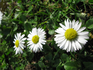 Obraz premium English Daisies Out In The Park