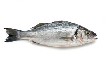 A single fresh sea bass fish laying on a white surface showing its scales and fins in a studio shot