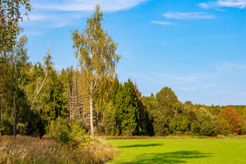 The boundary of a farm at the forest's periphery