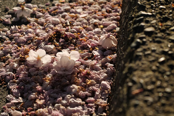 Littered Flowering Pink Cherry Blossoms And Petals