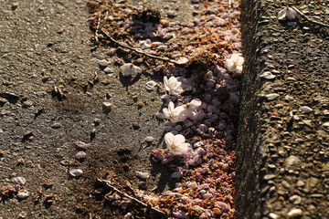 Littered Flowering Pink Cherry Blossoms And Petals