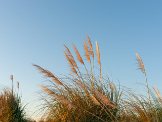 Pampas grass or toe toe flowering