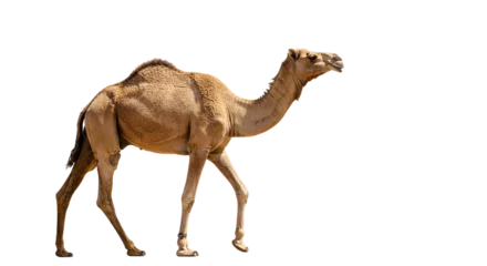 Fototapete A single brown camel walking to the right with a black background in a studio shot on a sunny day © HafizSyed