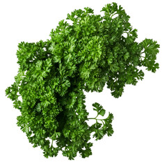 Parsley isolated on white background

