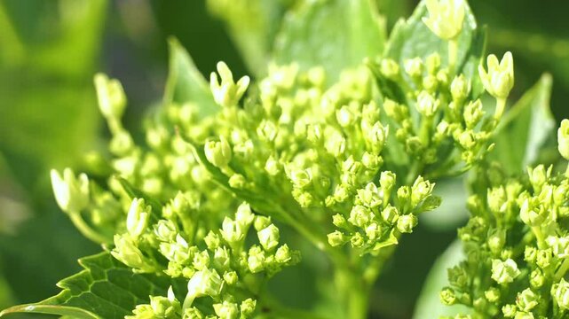咲き始めのアジサイ 5倍スローモーション