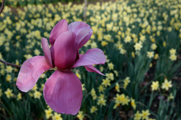 Pink magnolia closeup against spring background of yellow daffodils