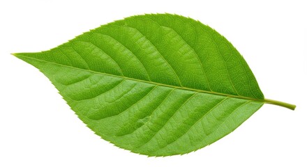 Obraz premium A single green leaf with prominent veins isolated on a clean white background in close up view
