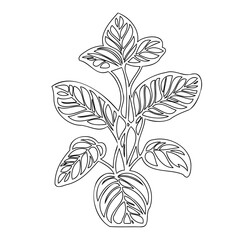 Elegant botanical illustration: A serene calathea plant in monochrome outline